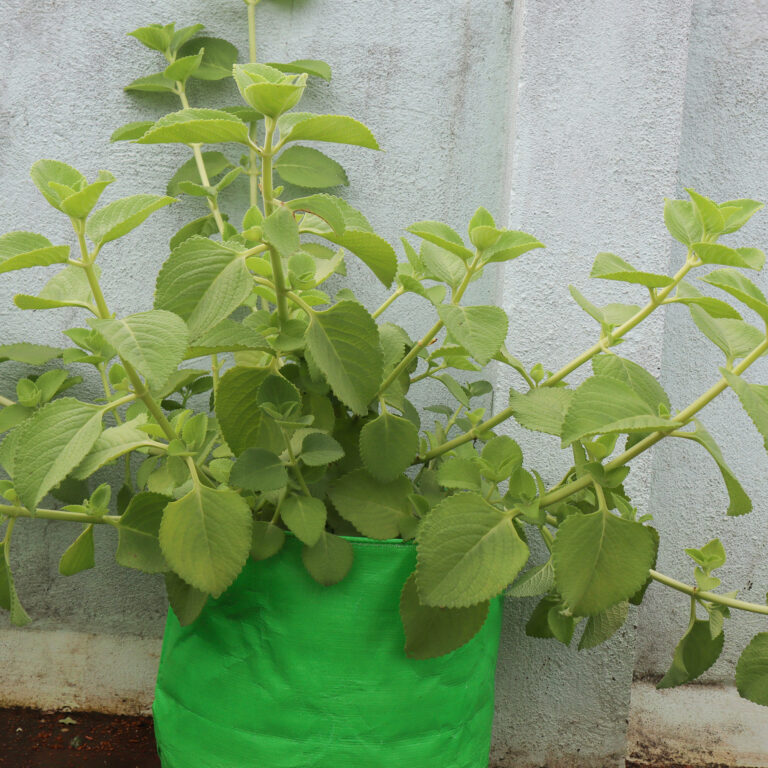 plant