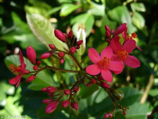 croton plant