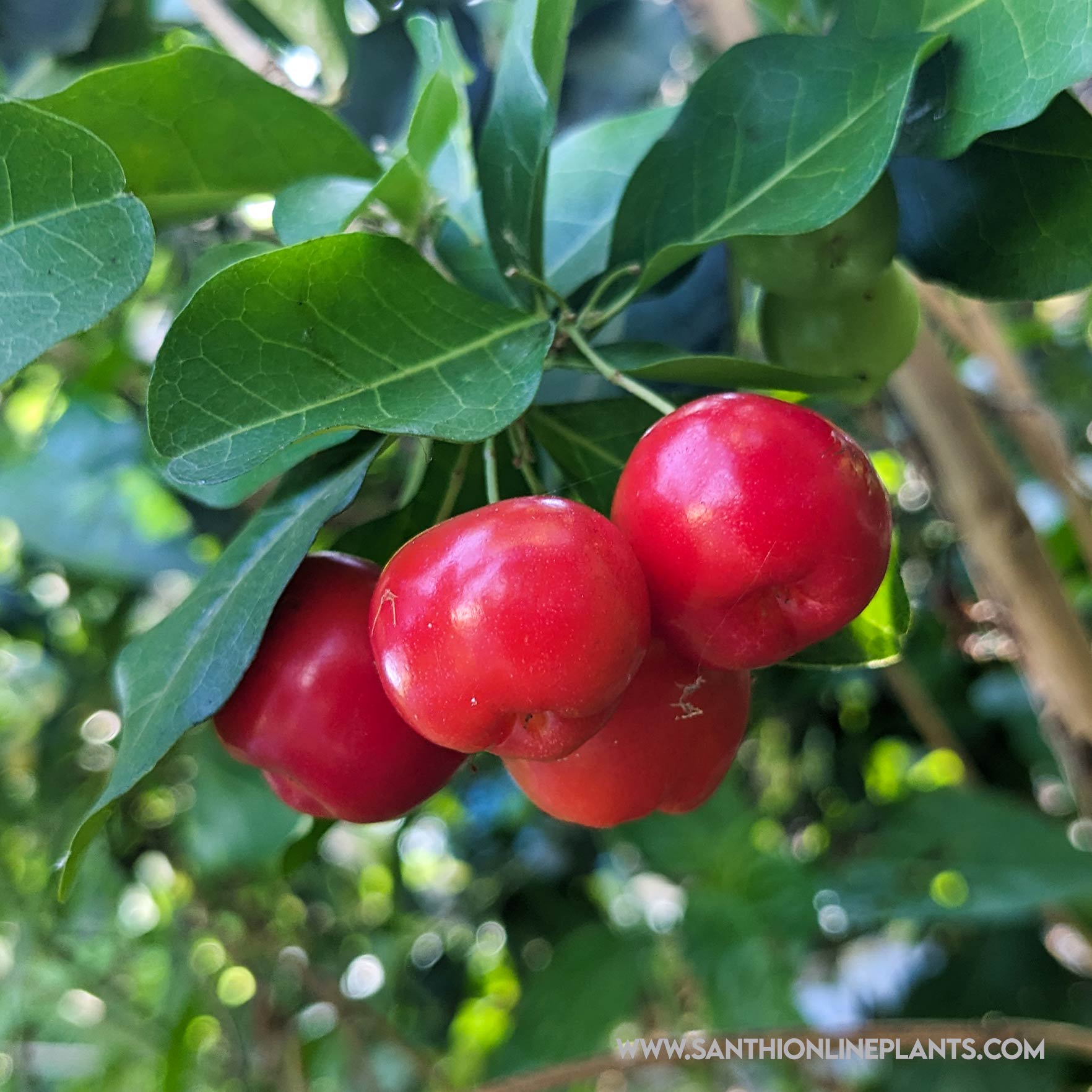 Fruits plants
