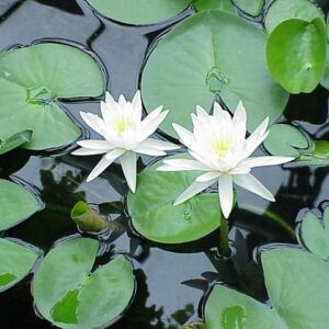 Aquatic plants