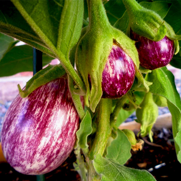 Vegetable plants