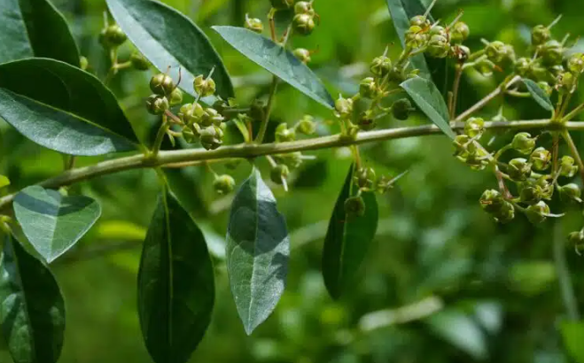 Henna Plant (Maruthani)