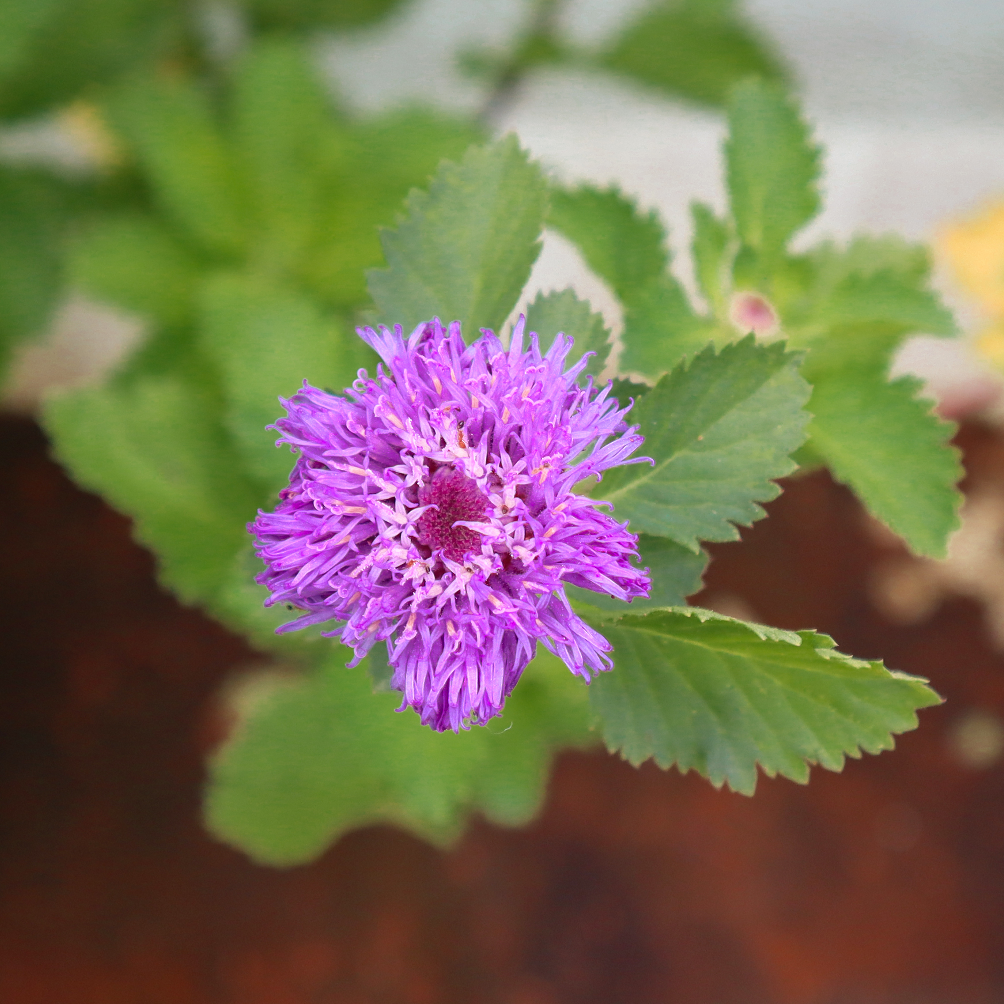 Kesavardhini Plant