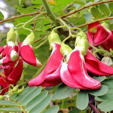 Agaththi keerai seeds (red flowers